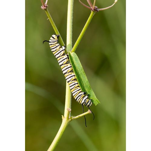 Day, Richard and Susan 아티스트의 Monarch caterpillar on swamp milkweed작품입니다.